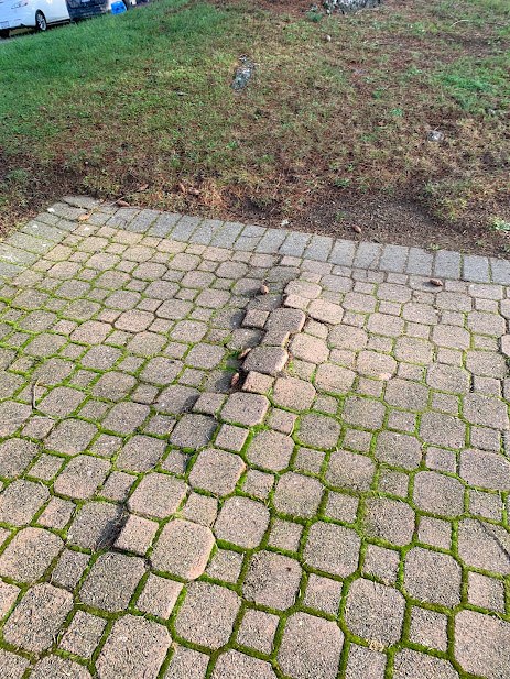 Pavers raised by roots before repair